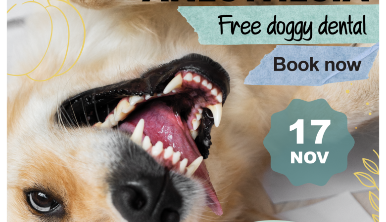 Anestesia Free Doggy Dental