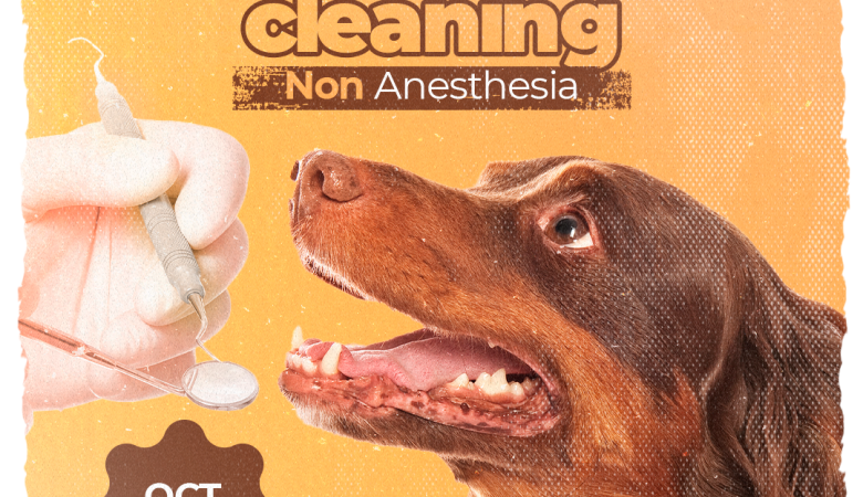 Dental Cleaning – Non Anesthesia